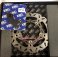 OSX1191  EBC Oversized Front Rotor Kit - Silver center 250mm  for the  '22 +  Honda GROM RR - IN STOCK
